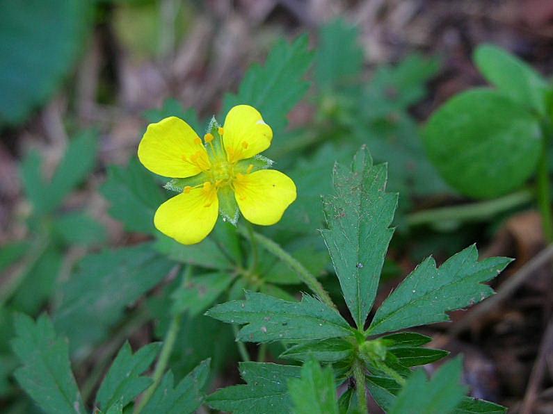 Potentilla erecta / Cinquefoglia tormentilla